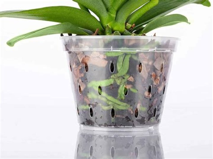 orchid pots home depot