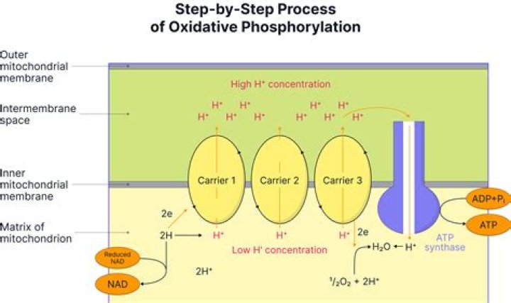 oxidative phosphorylation occurs in