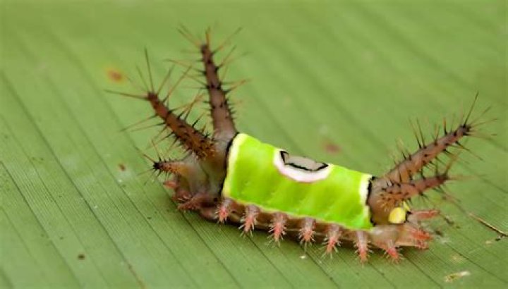 pack saddle caterpillar