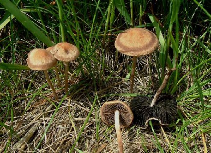 panaeolus subbalteatus
