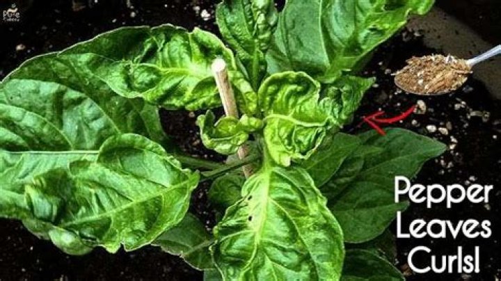pepper plant leaves curling