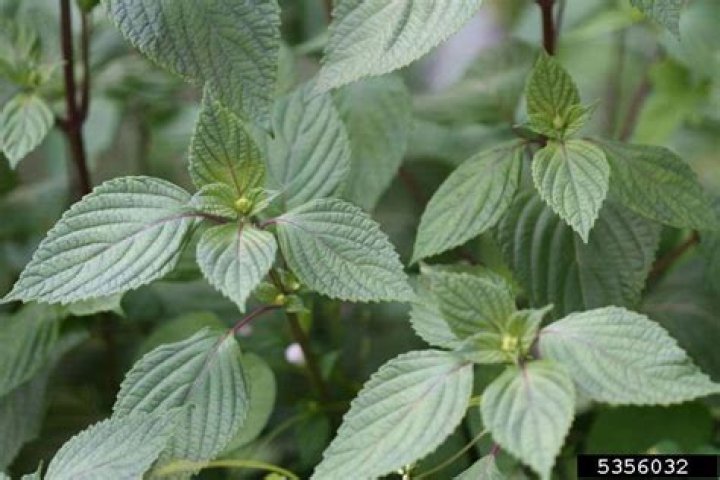 perilla mint