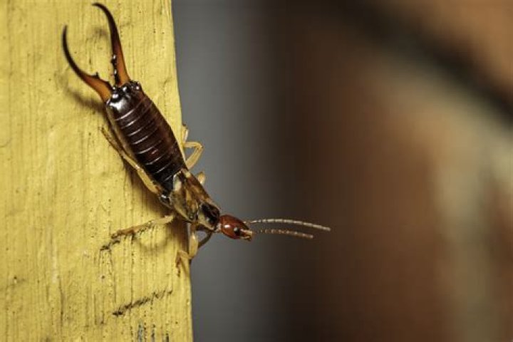 pincher bugs in house