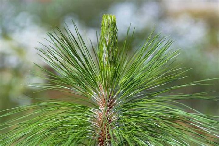pine leaves