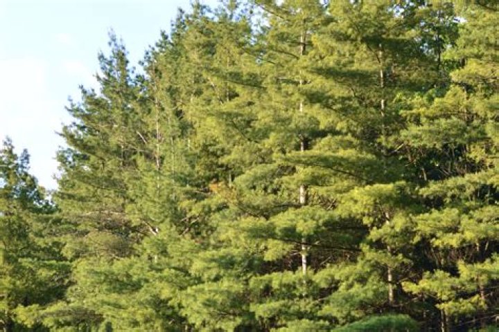 pine trees in michigan