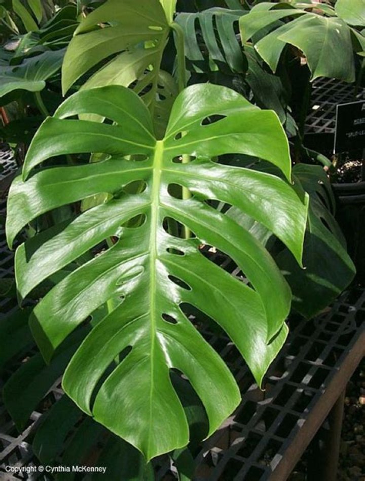plants similar to elephant ears