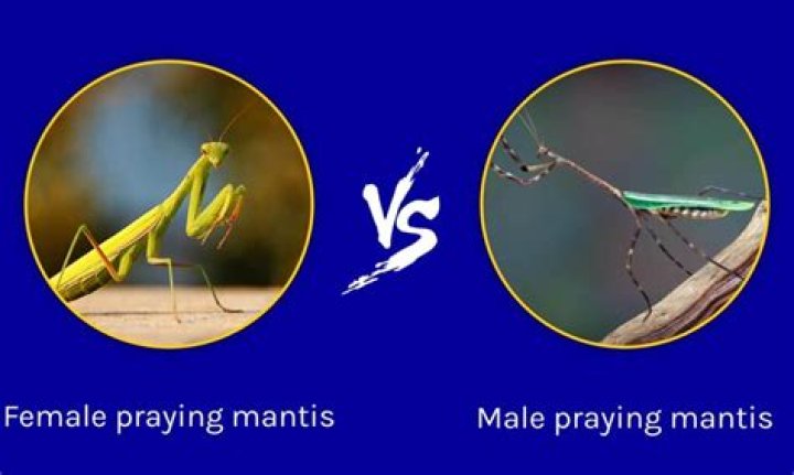 plural of praying mantis