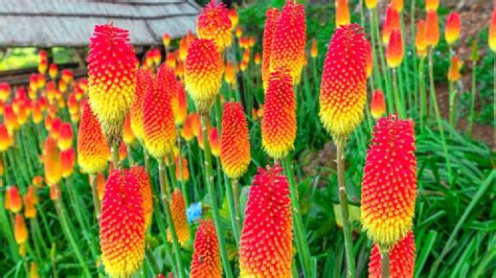 poker plant