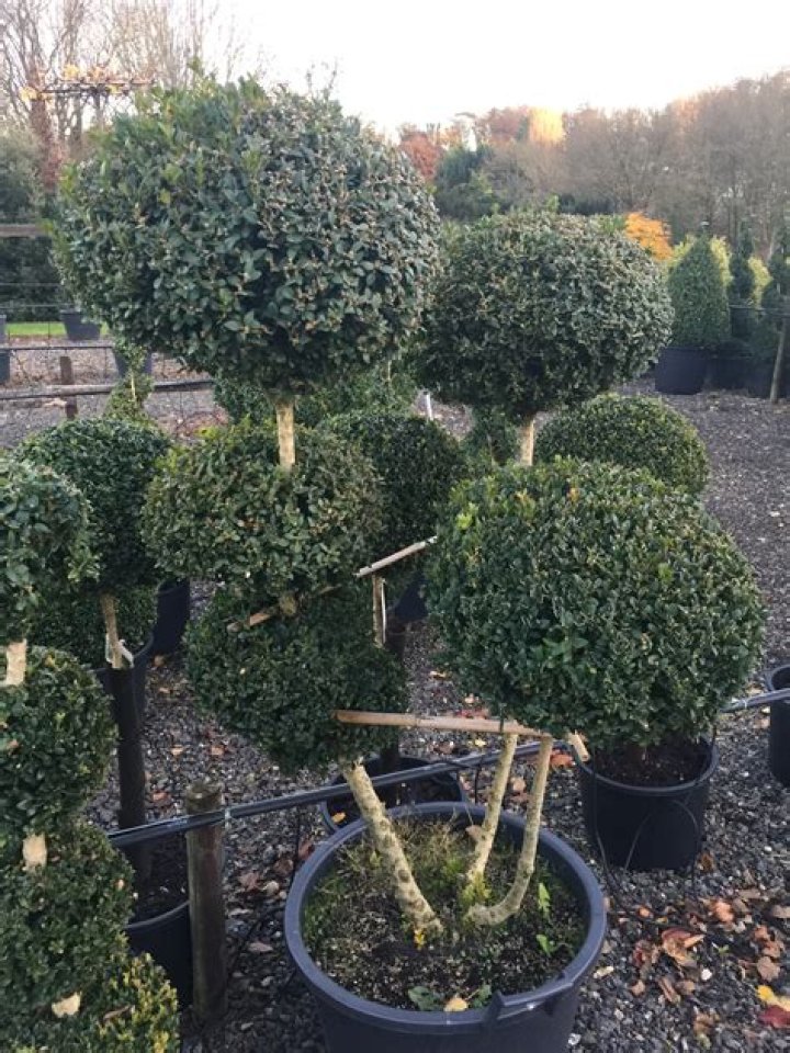 pom trees