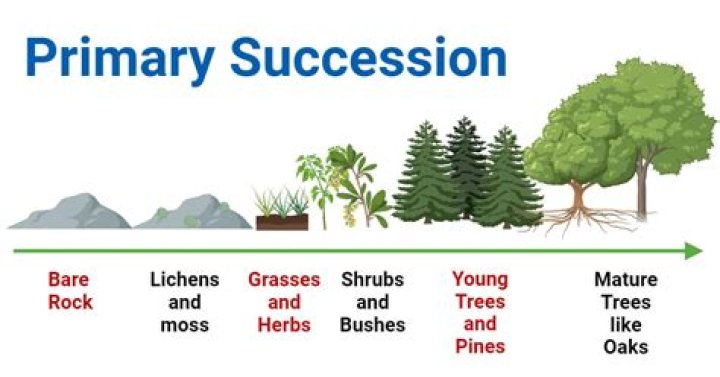 primary succession definition biology