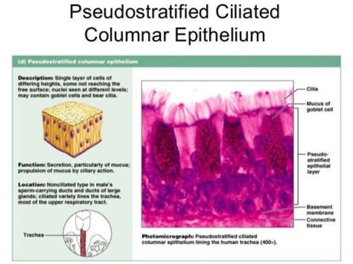 pseudostratified columnar epithelium location