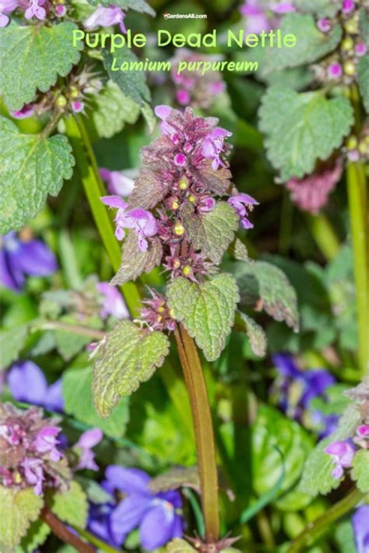 purple dead nettle uses