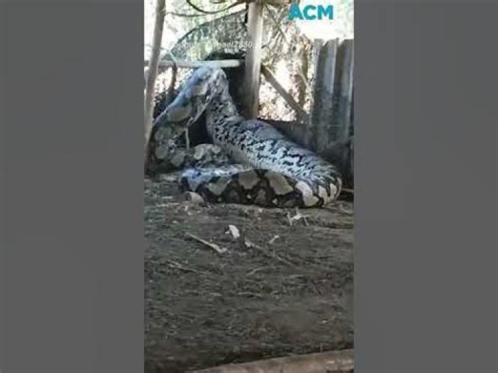 python eats whole cow