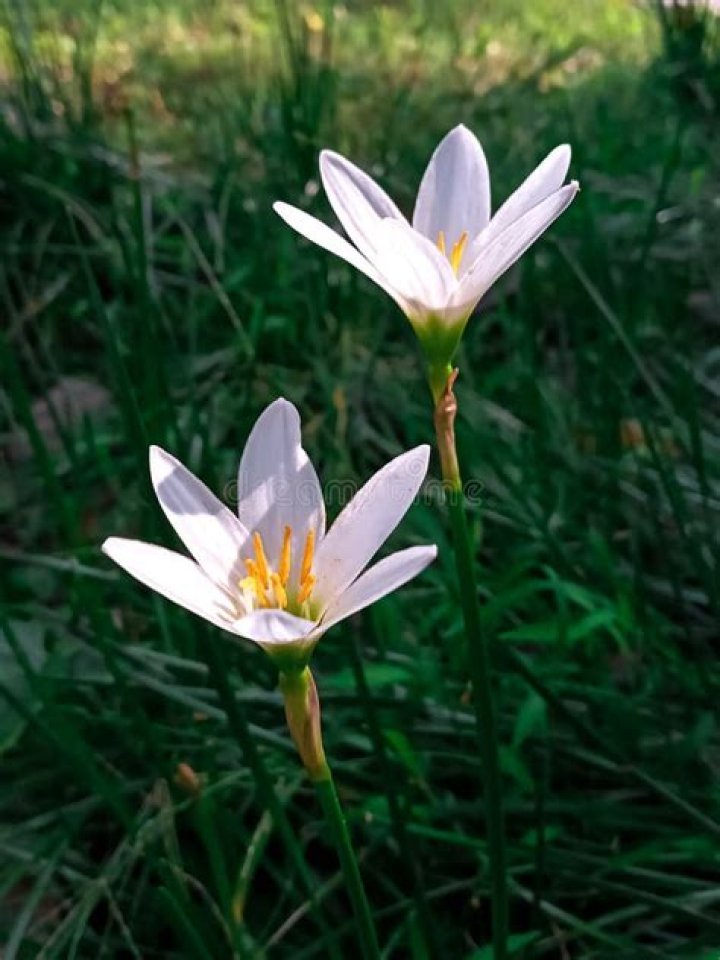 rain lilies