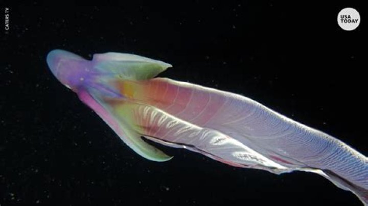 rainbow blanket octopus