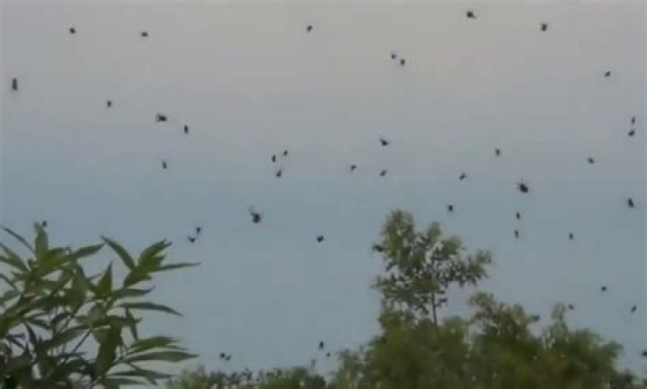 raining spiders