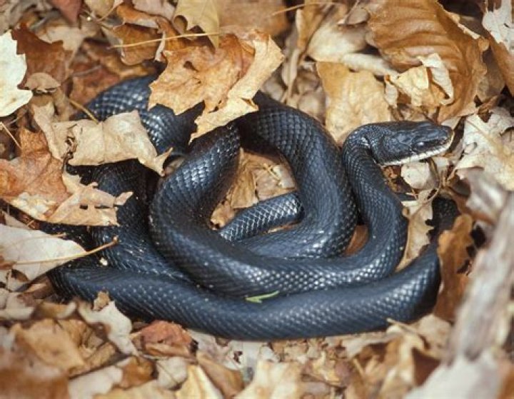 rat snake missouri