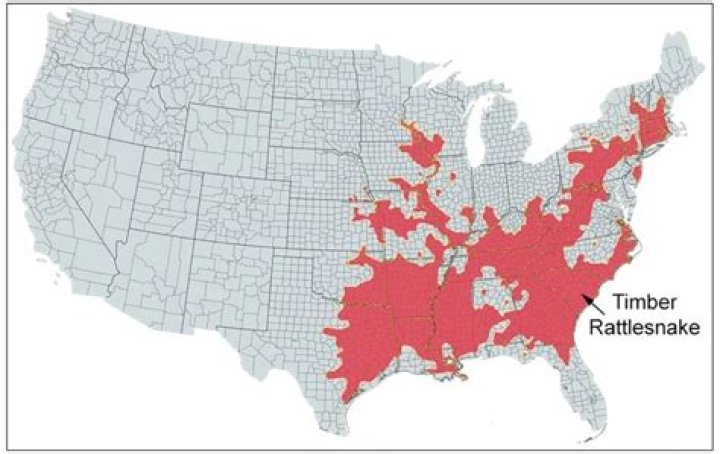 rattlesnakes in missouri