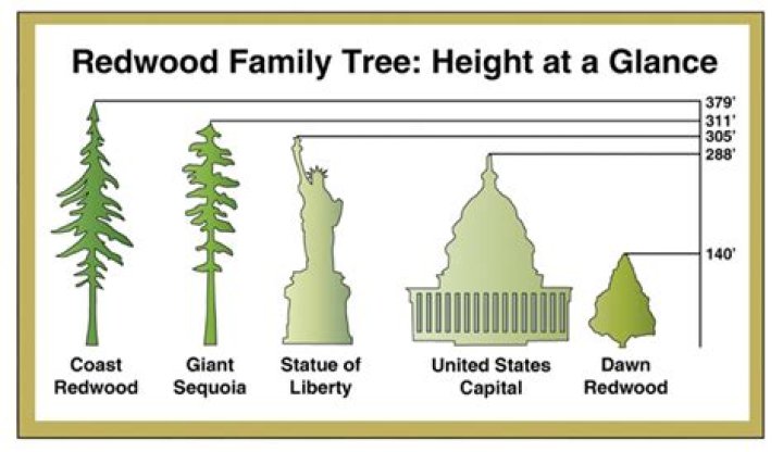 redwood tree height