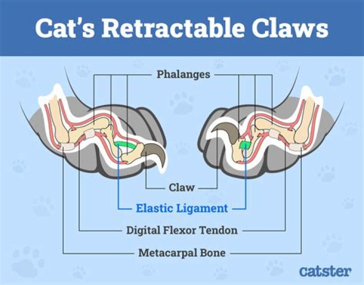 retractable claws