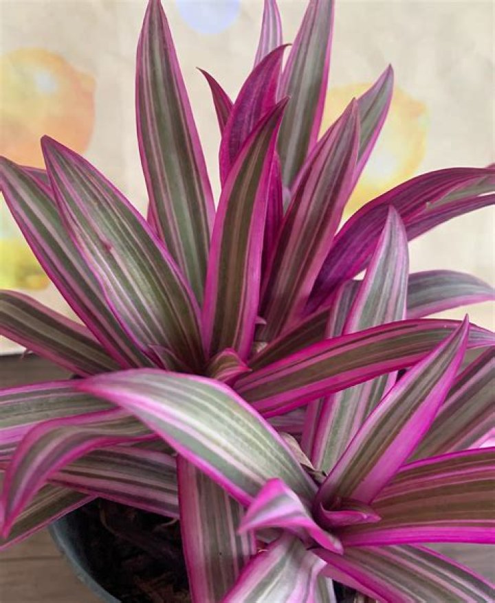 rhoeo plant