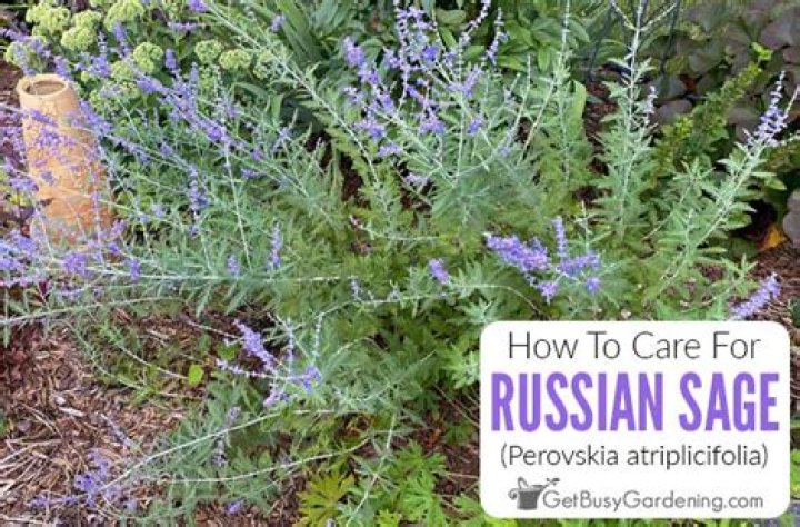 russian sage care