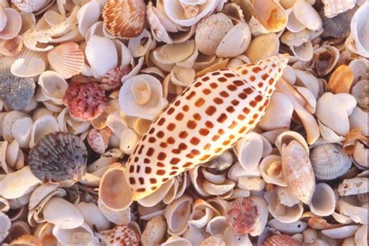 sanibel island rare shells