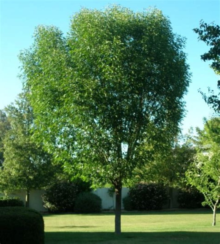 shamel ash tree