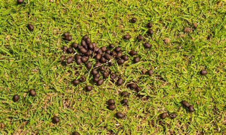 sheep poop