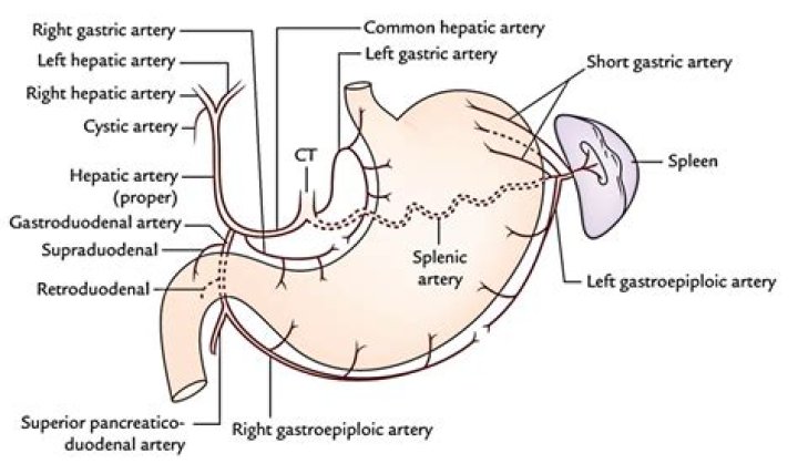 short gastric arteries