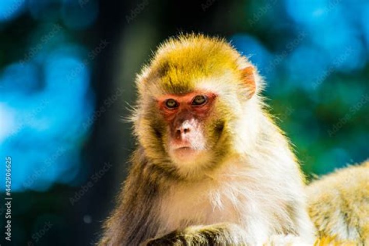 simian monkey