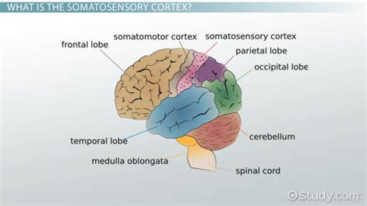 somatosensory cortex location