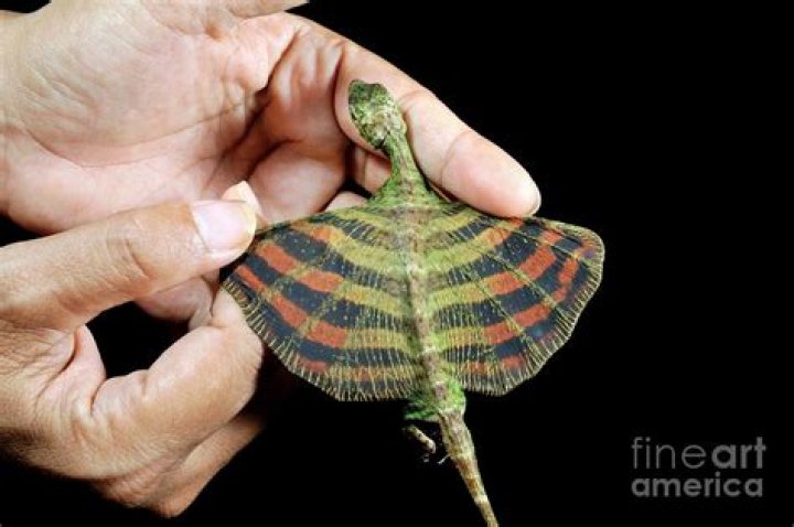 southeast asia flying lizard