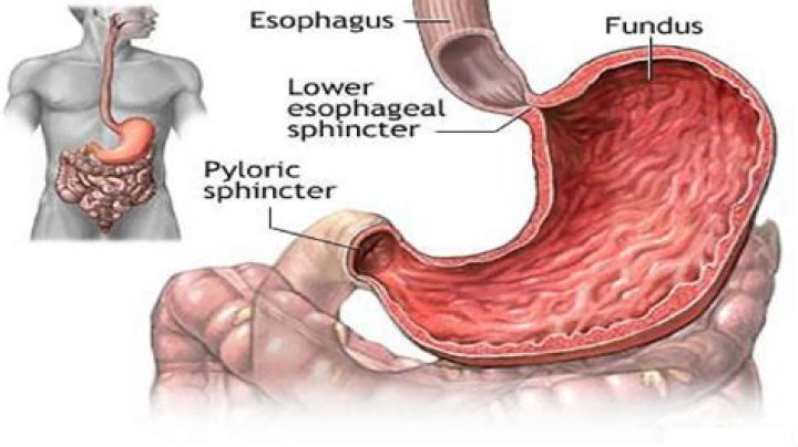 sphincters of the digestive system