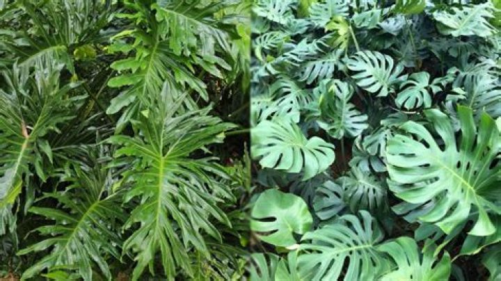 split leaf philodendron vs monstera deliciosa