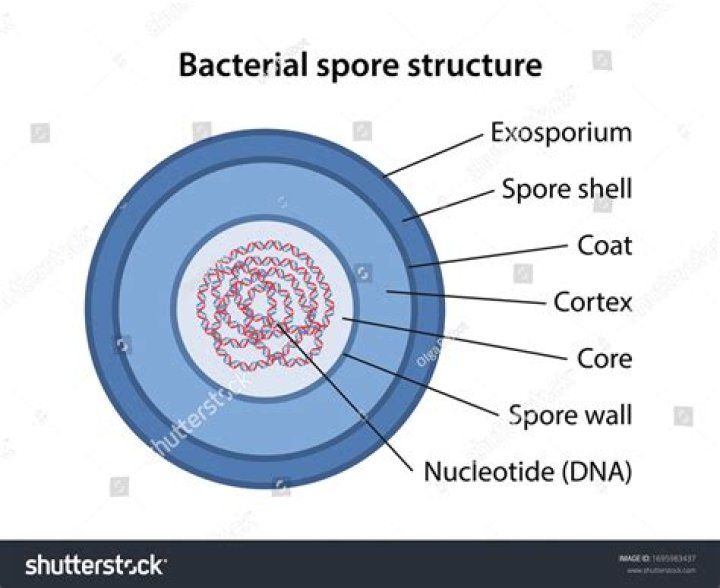 spore forming bacteria