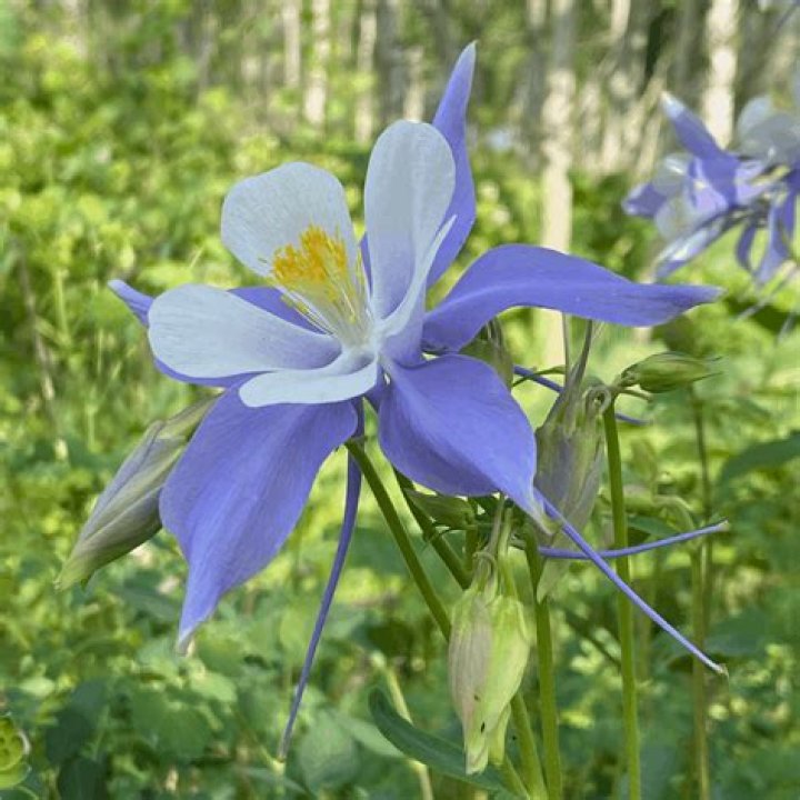state flower of colorado