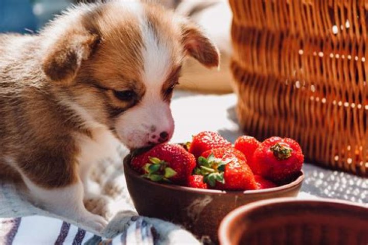 strawberries good for dogs