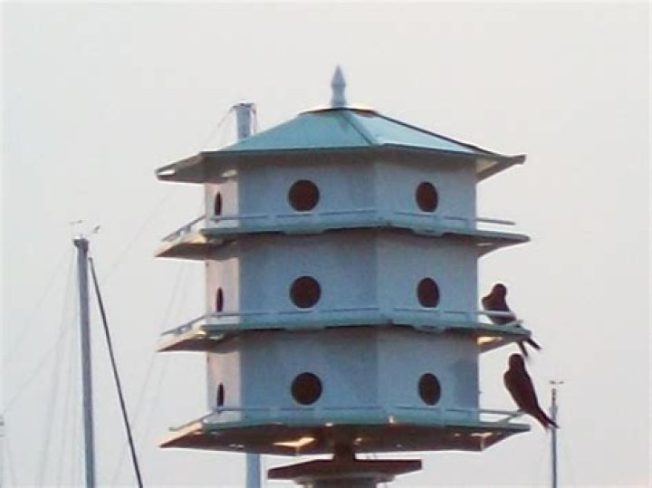 swallow houses