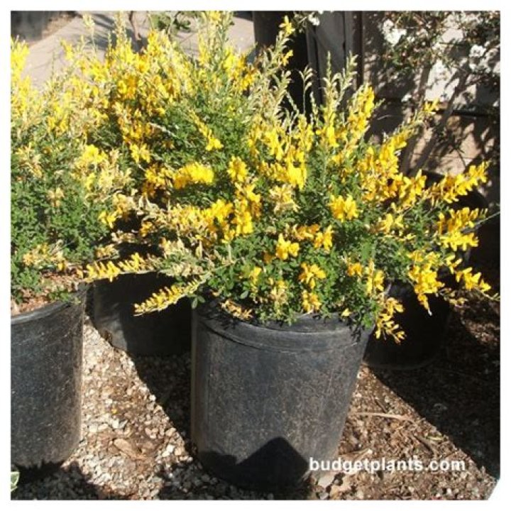 sweet broom plant