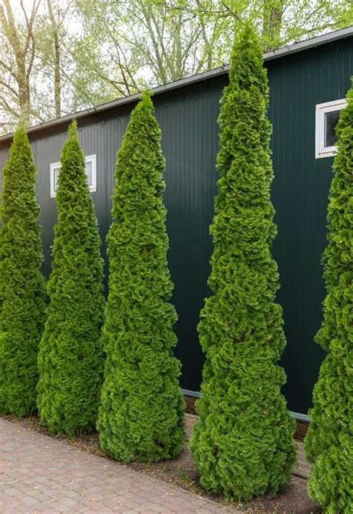 tall skinny evergreen trees