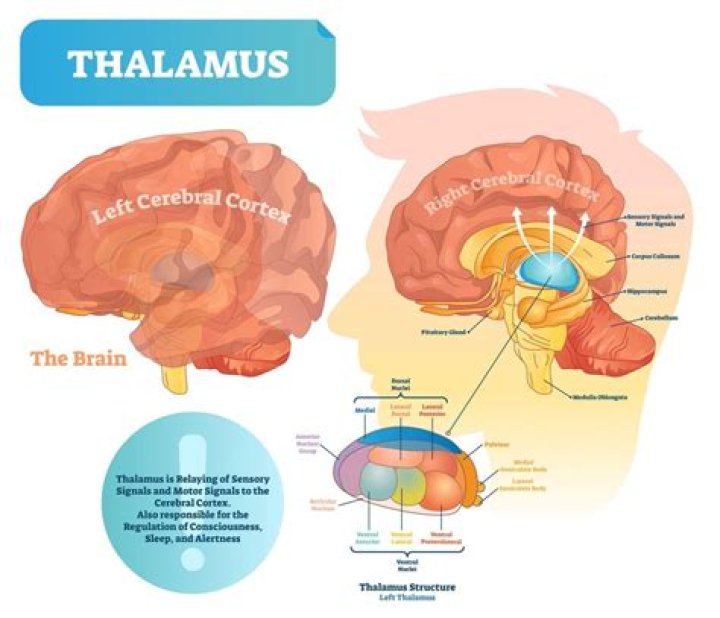 thalamus function psychology
