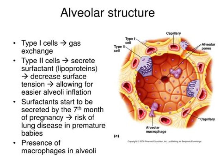 the walls of the alveoli are composed of
