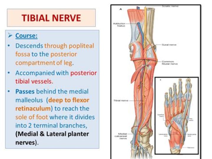 tibial nerve innervation