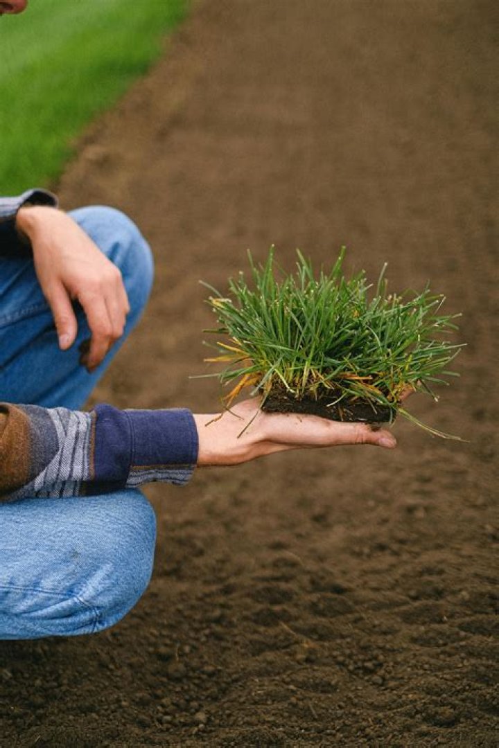 timothy grass seed