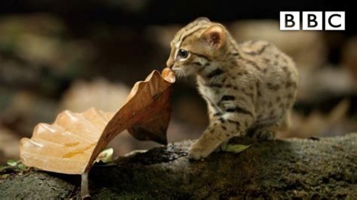 tiniest cat in the world