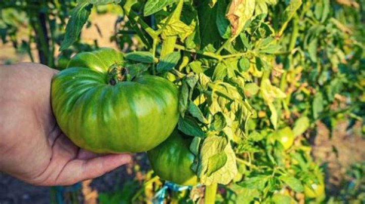 tomatoes poisonous