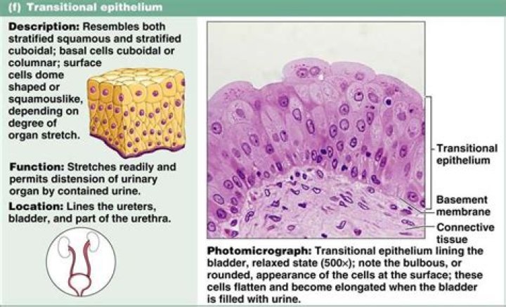 transitional epithelium is found