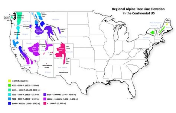 tree line elevation
