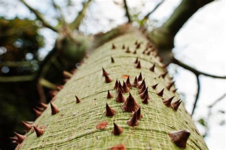 tree with thorns